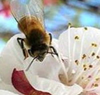 Clayridge Honey - SA Accommodation