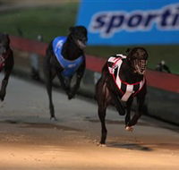 Dapto Dogs - SA Accommodation