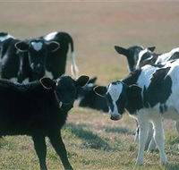 Bodalla Dairy Cheese Factory - SA Accommodation