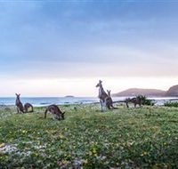 Pebbly Beach - SA Accommodation