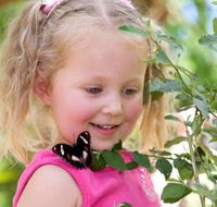 Coffs Harbour Butterfly House - SA Accommodation