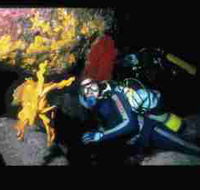 Solitary Islands Marine Park - SA Accommodation