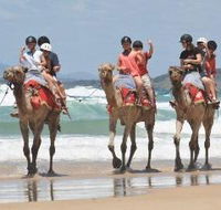 Camel Rides with Coffs Coast Camels - SA Accommodation