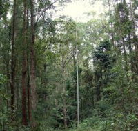 Bongil Bongil National Park - SA Accommodation