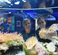 Solitary Islands Aquarium - SA Accommodation