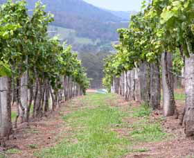 Villa D Esta Vineyard - SA Accommodation 1