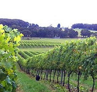 Banjo's Run Winery and Vineyard - SA Accommodation