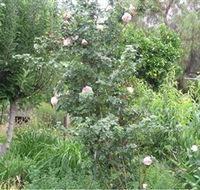 Tombstone Estate Vineyard - SA Accommodation