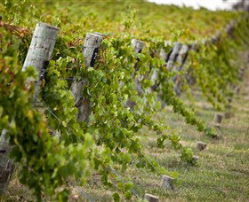 Moothi Estate Vineyard And Cellar Door - SA Accommodation 1