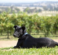 Moothi Estate Vineyard and Cellar Door - SA Accommodation
