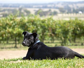 Moothi Estate Vineyard And Cellar Door - SA Accommodation 0