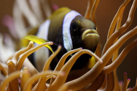 Solitary Islands Aquarium - SA Accommodation 1