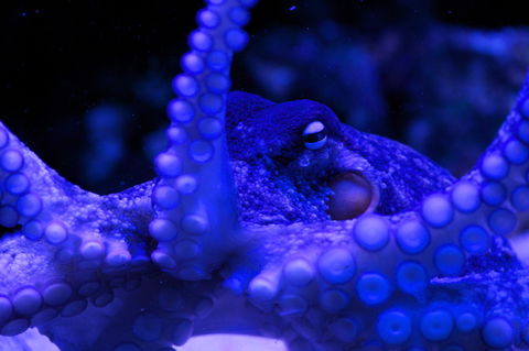 Solitary Islands Aquarium - SA Accommodation 2