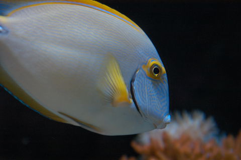 Solitary Islands Aquarium - SA Accommodation 3
