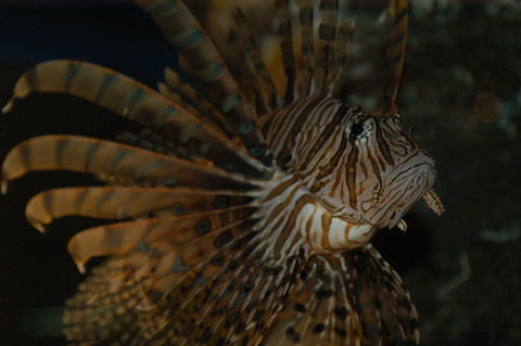 Solitary Islands Aquarium - SA Accommodation 4