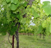 Holland Wines - SA Accommodation