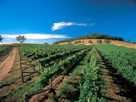 Thorn-Clarke Wines - SA Accommodation 1