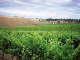 Uleybury Wines - SA Accommodation 2