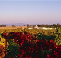 Morris Wines - SA Accommodation