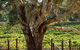 Upper Reach Winery And Cellar Door - thumb 1