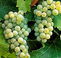 Clover Hill Vineyard - SA Accommodation