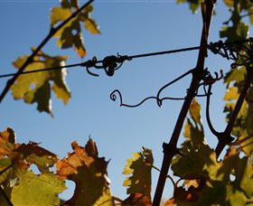 Blackjack Vineyards - SA Accommodation 1