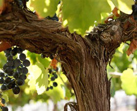 Blackjack Vineyards - SA Accommodation 0