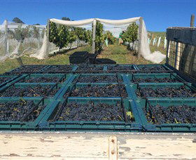 Three Willows Vineyard - SA Accommodation 1