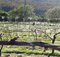 Three Willows Vineyard - SA Accommodation