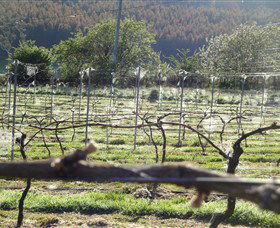 Three Willows Vineyard - SA Accommodation 0