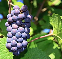 Tinderbox Vineyard - SA Accommodation