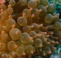 Coral Gardens Dive Site Mooloolaba - SA Accommodation