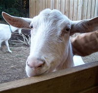 Drysdale Cheeses - SA Accommodation