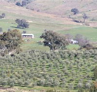 Wymah Organic Olives and Lambs - SA Accommodation