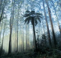 Yarra Ranges National Park - SA Accommodation