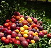 Rayner's Orchard - SA Accommodation
