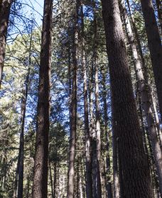 Sugarpine Walk - SA Accommodation 1