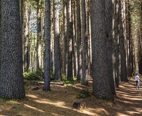 Sugarpine Walk - SA Accommodation 0