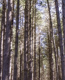 Sugarpine Walk - SA Accommodation 3