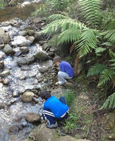 Shelley Forest Camp - SA Accommodation 2