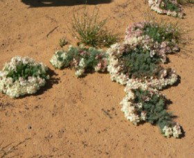 Coorow WA SA Accommodation