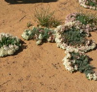 Coorow Wreath Flowers - SA Accommodation