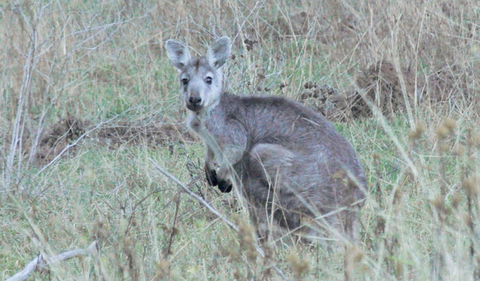 Capertee National Park - SA Accommodation 3