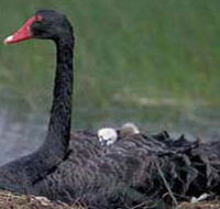 French Island Marine National Park - SA Accommodation