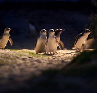 Phillip Island Nature Parks - SA Accommodation