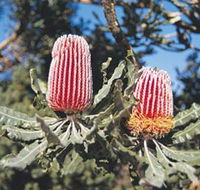 Coorow Wildflower Drive - SA Accommodation