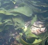 Churchill Island Marine National Park - SA Accommodation