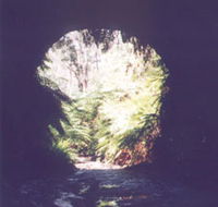 Glow Worm Tunnel - SA Accommodation