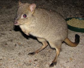 Barna Mia Native Animal Sanctuary - SA Accommodation 1