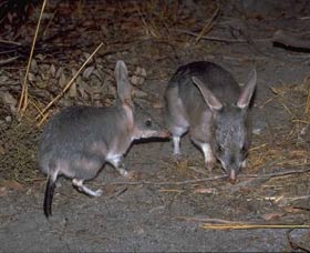 Barna Mia Native Animal Sanctuary - SA Accommodation 2